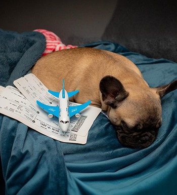 pet-travelling